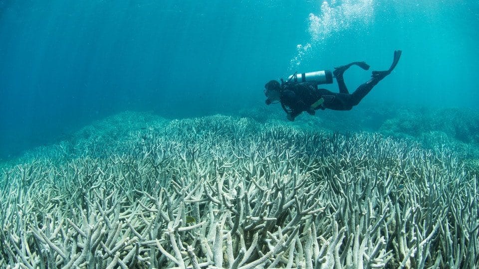 The Treaths to the Ocean in 2022 and How to Prevent Them